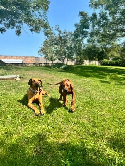 Frankie And Lewis Profile Pic